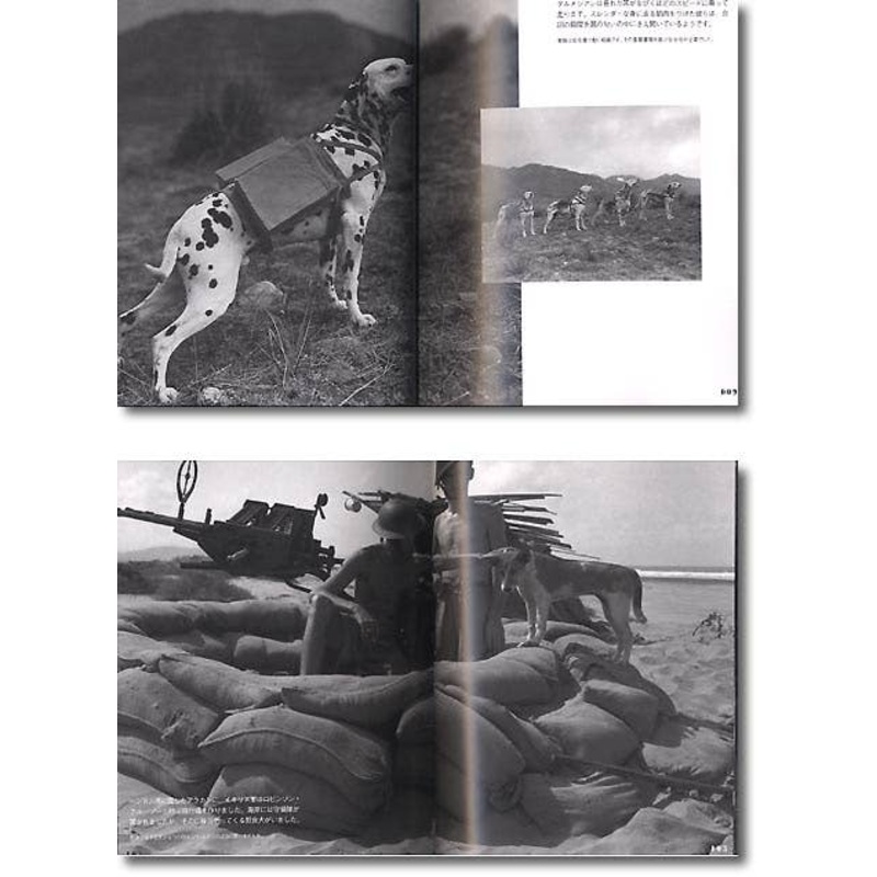 Dogs in War Photo Collection