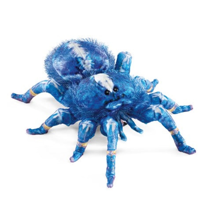 FOLKMANIS: BLUE TARANTULA