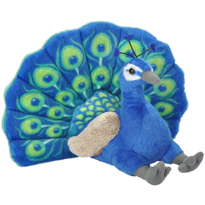 CK 12" PEACOCK