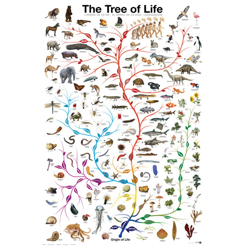 POSTER EVOLUTION-TREE OF LIFE
