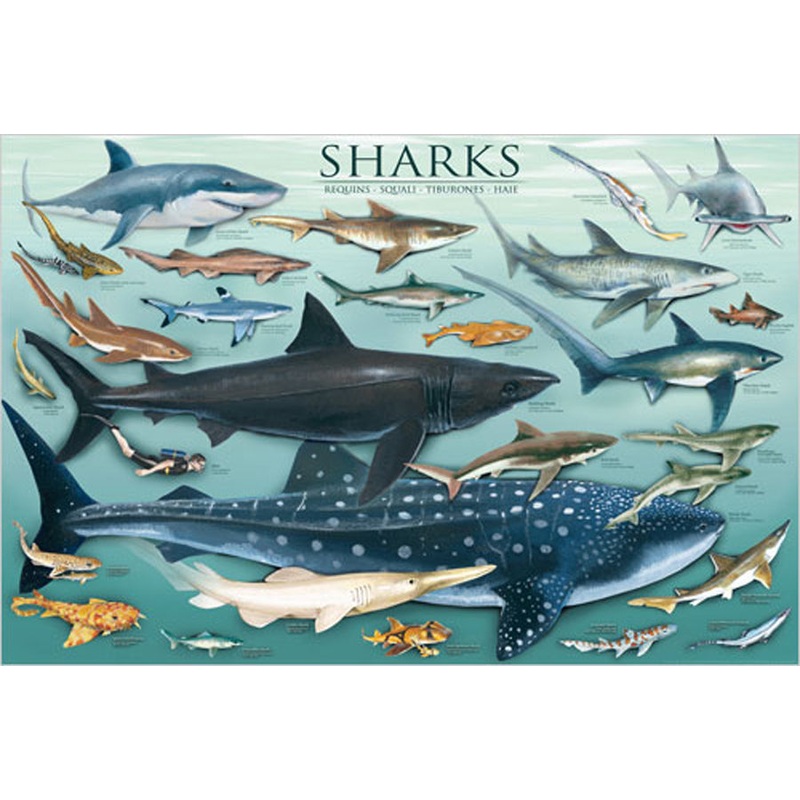 POSTER SHARKS