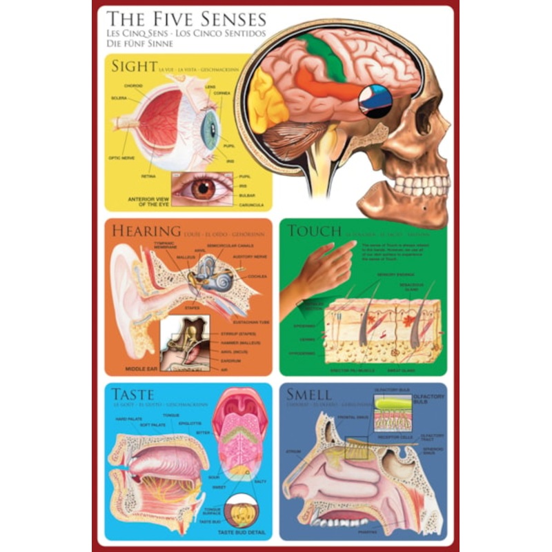POSTER THE FIVE SENSES