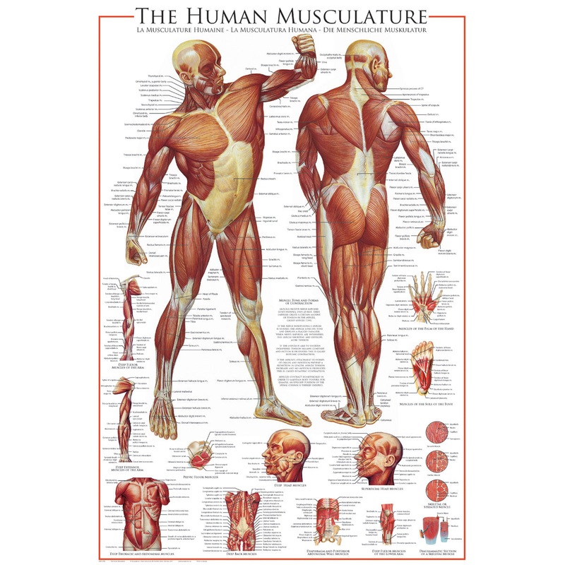 POSTER THE MUSCULAR SYSTEM