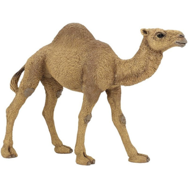 PAPO DROMEDARY