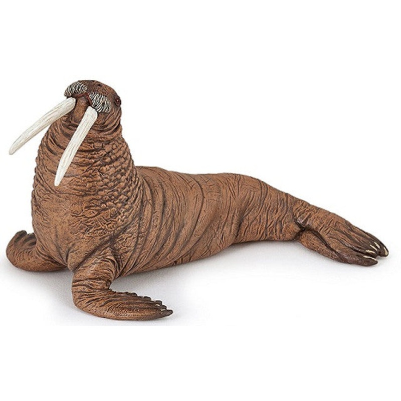 PAPO WALRUS