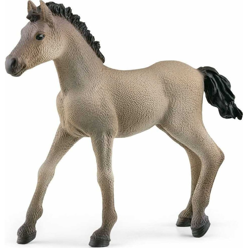 Criollo Definitivo Foal