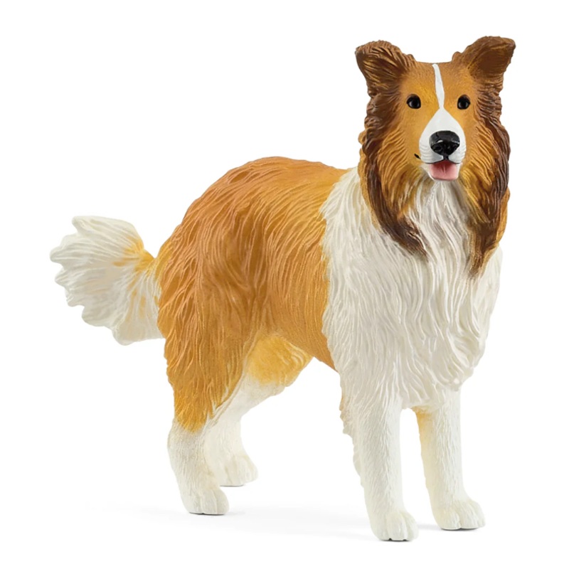Collie