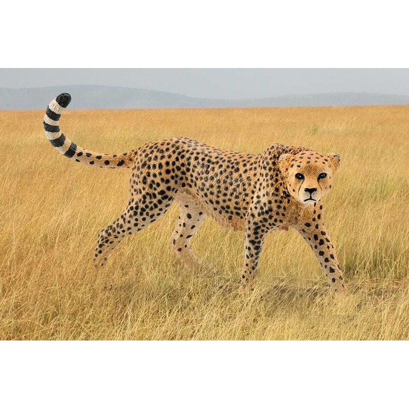Cheetah, Female