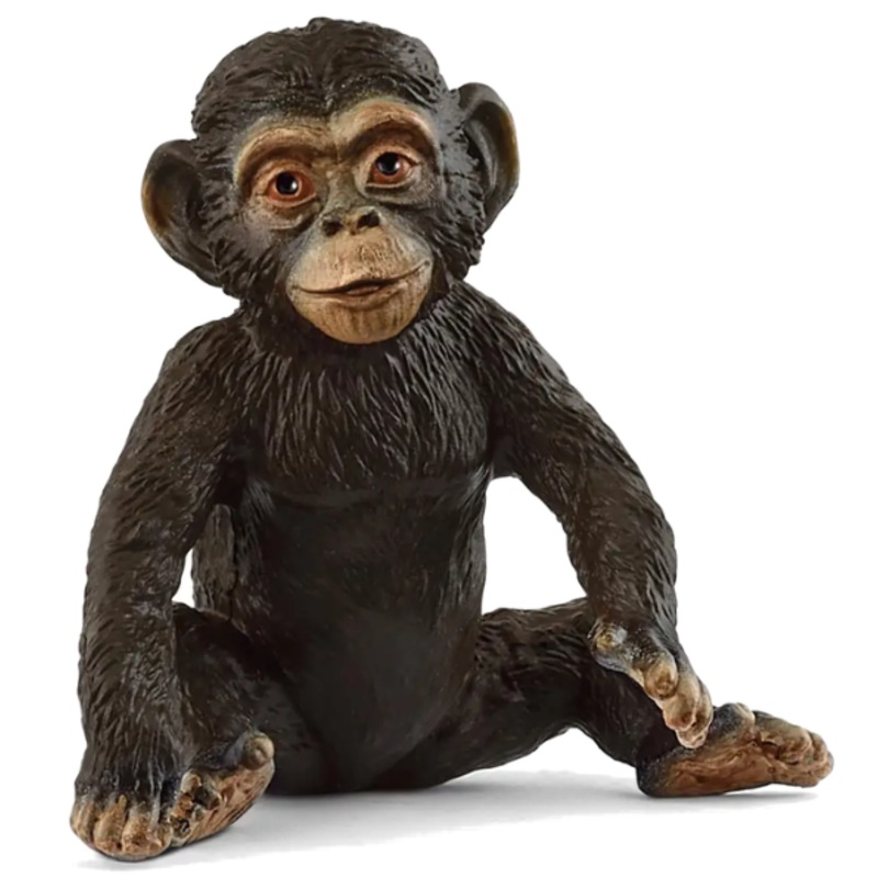 Chimpanzee Cub