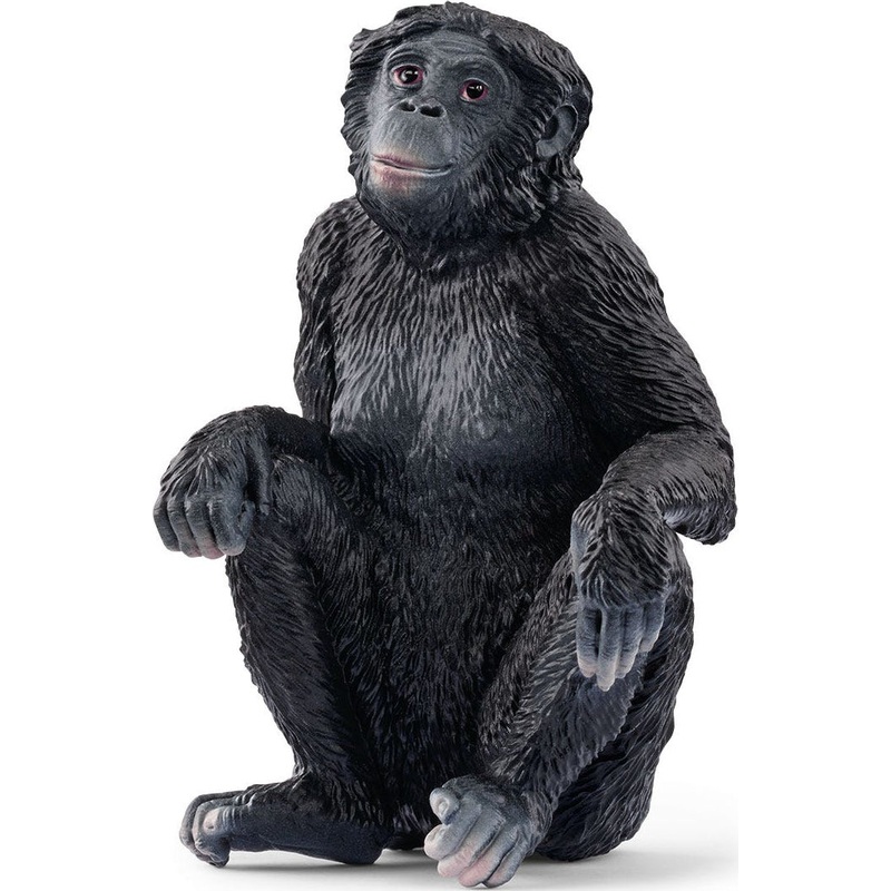 Bonobo Female