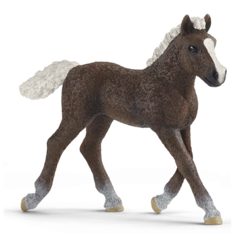 Black Forest Foal