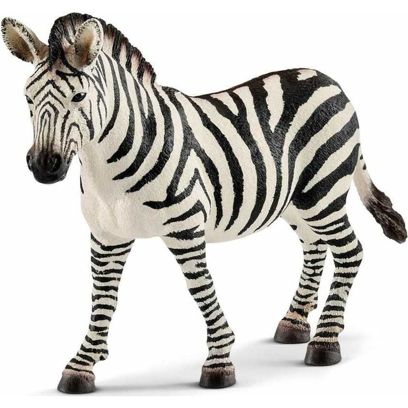 Zebra, Female
