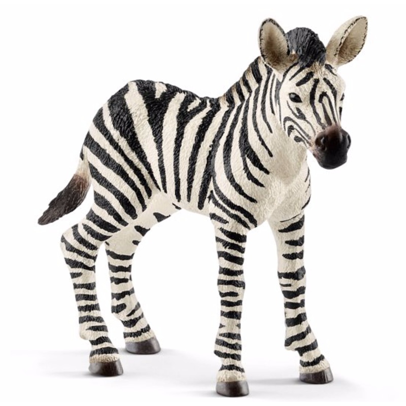 Zebra foal