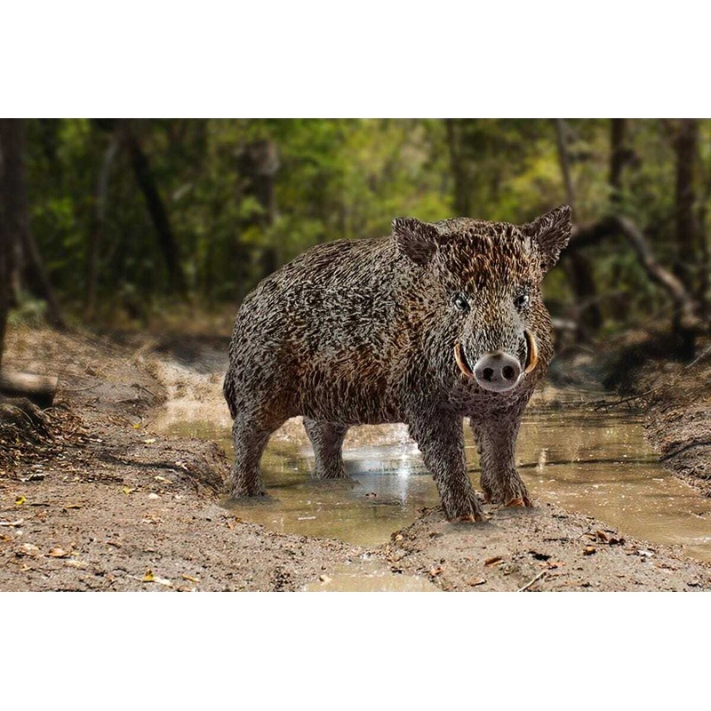 Wild Boar