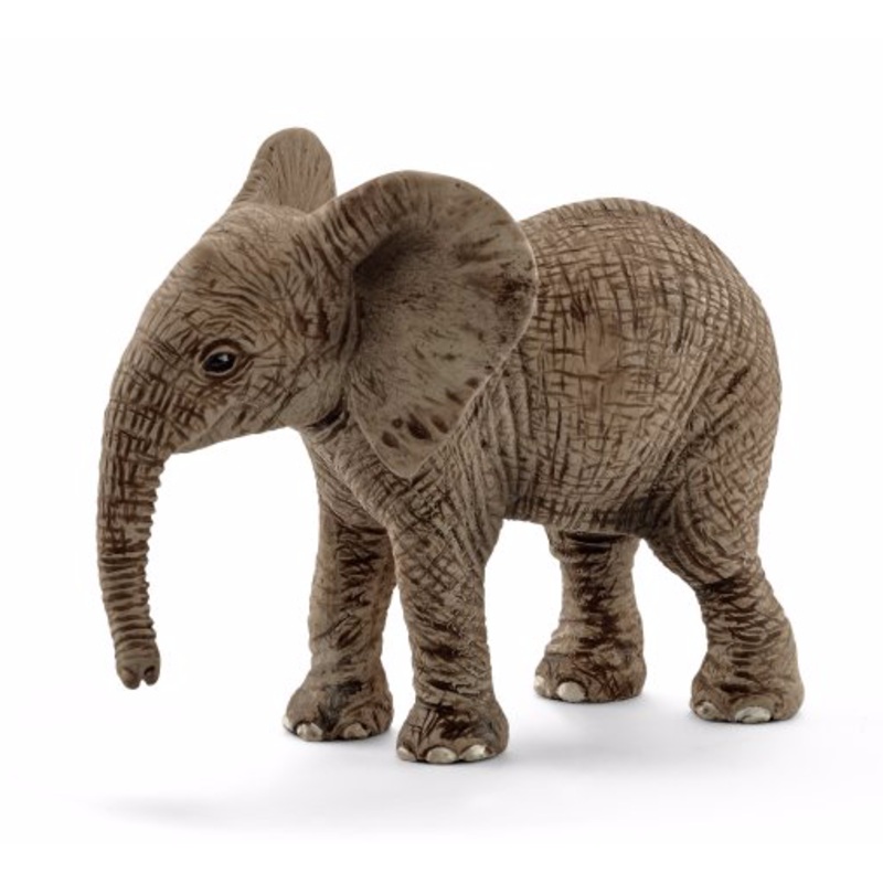 African elephant calf
