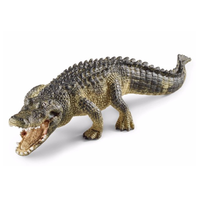 Alligator