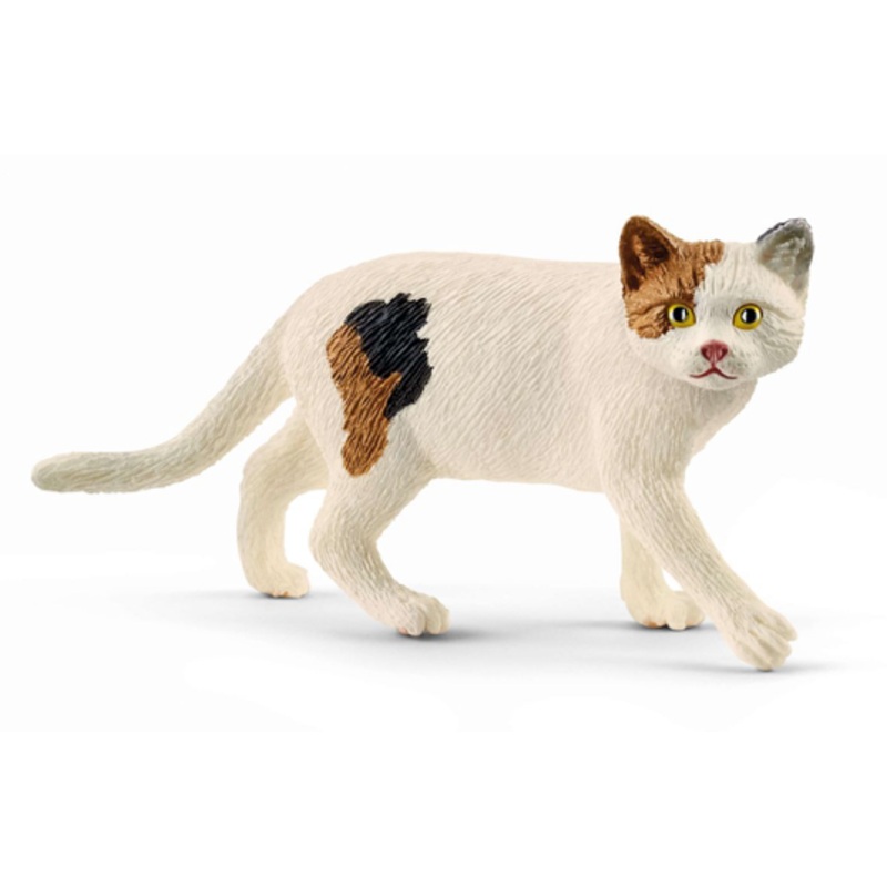American Shorthair Cat