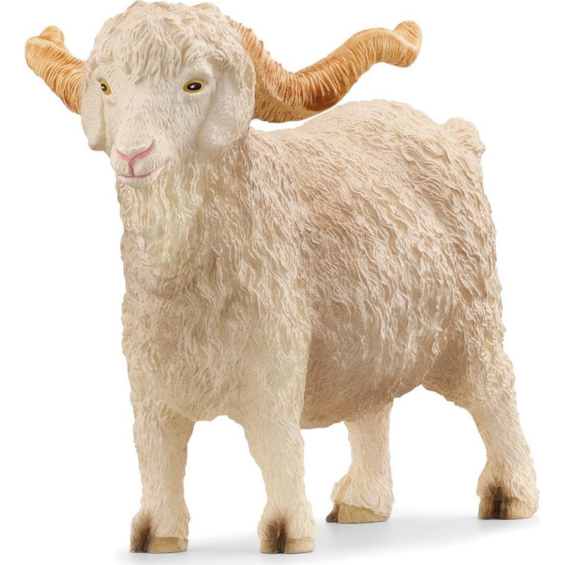 Angora Goat