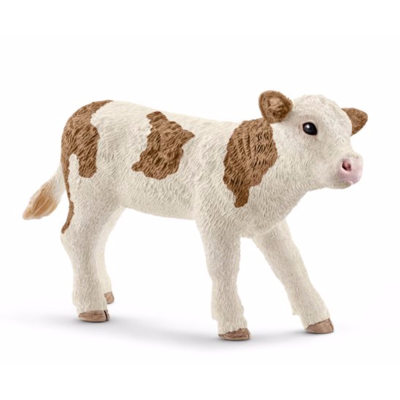 Simmental calf