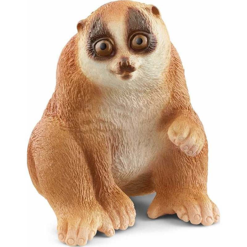 Slow Loris