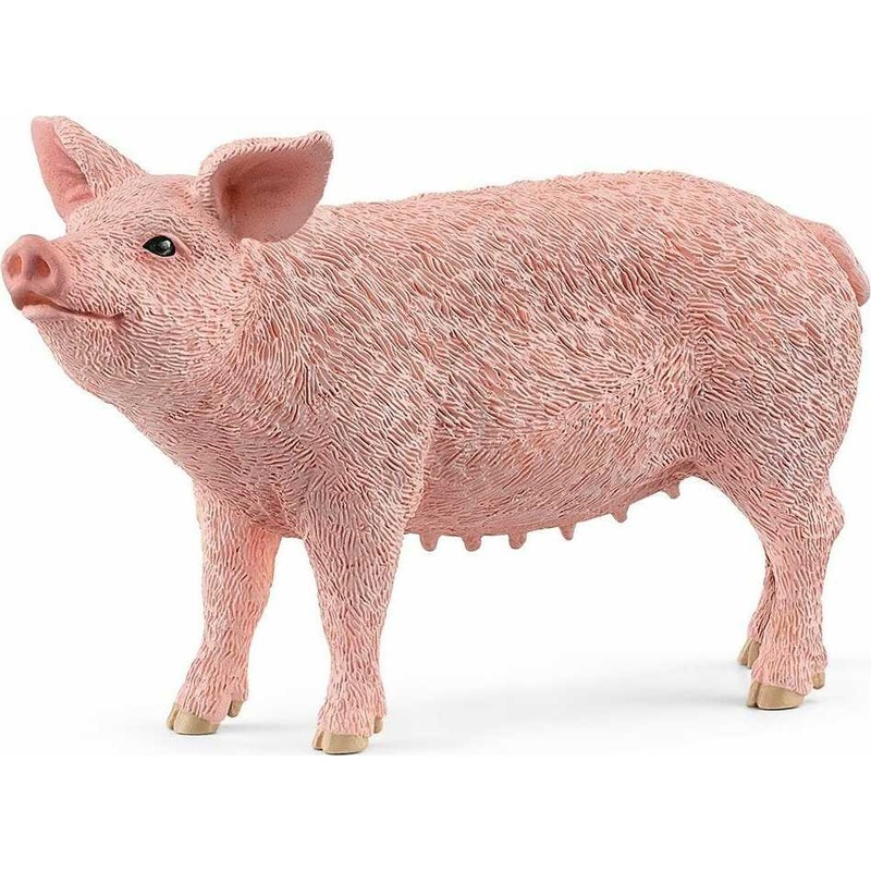 Pig