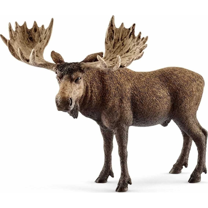 Moose Bull