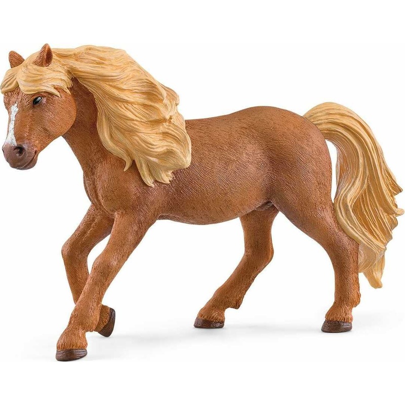 Icelandic Pony Stallion