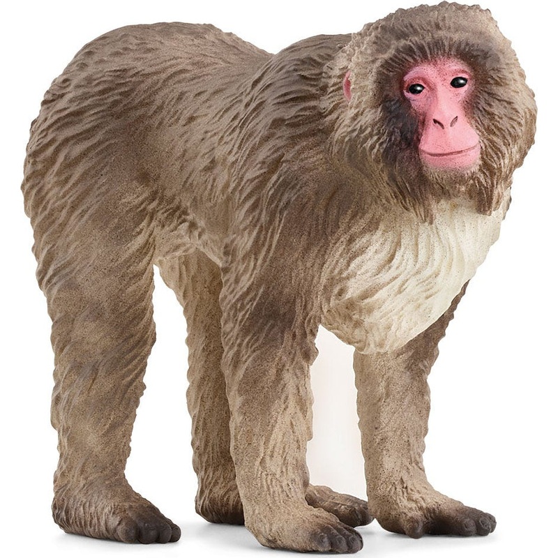 Japanese Macaque