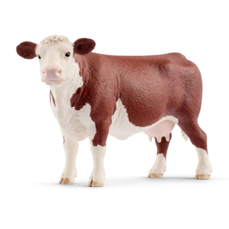 Hereford Cow
