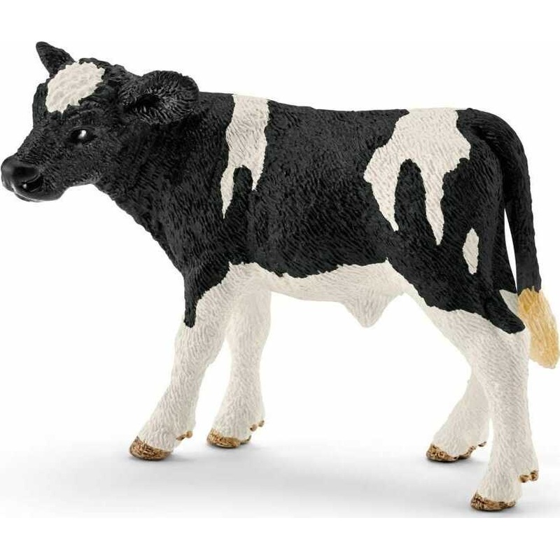 Holstein Calf
