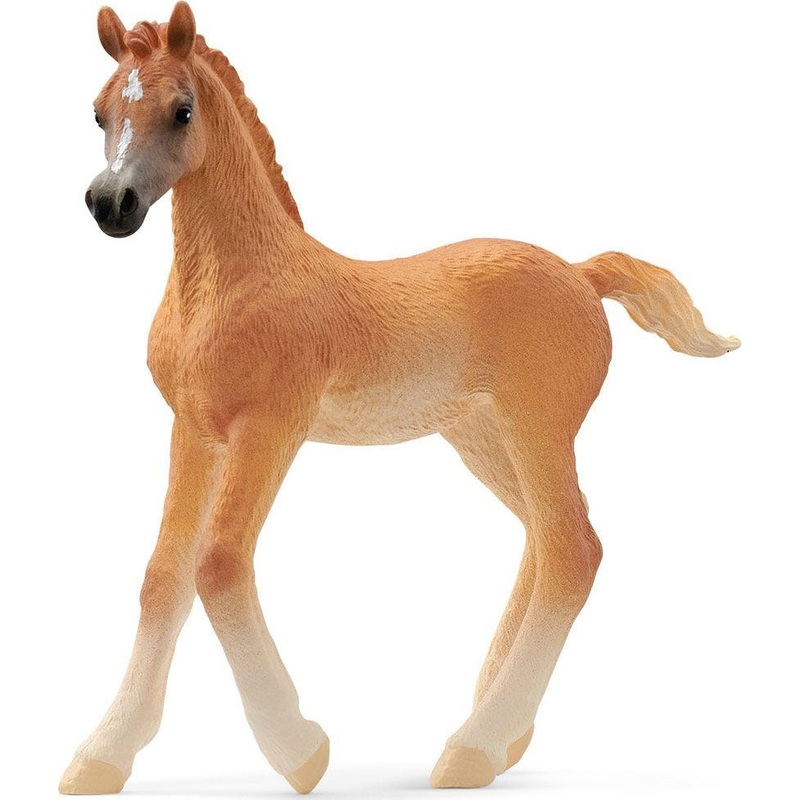 Horse Club Arabian Foal