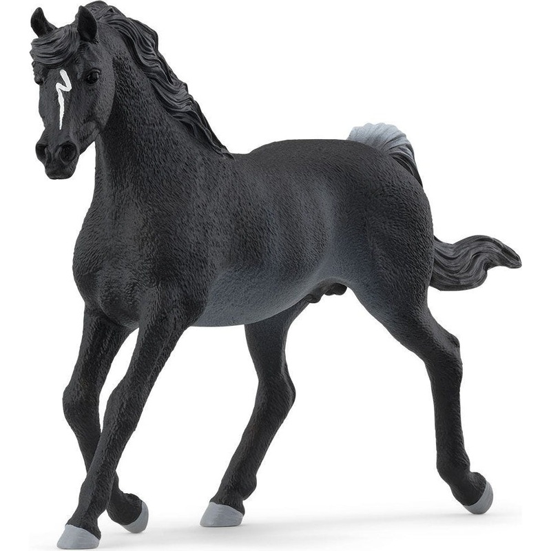 Horse Club Arabian Stallion