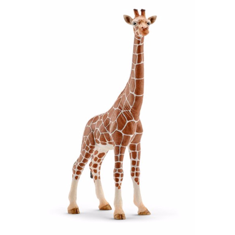 Giraffe, female