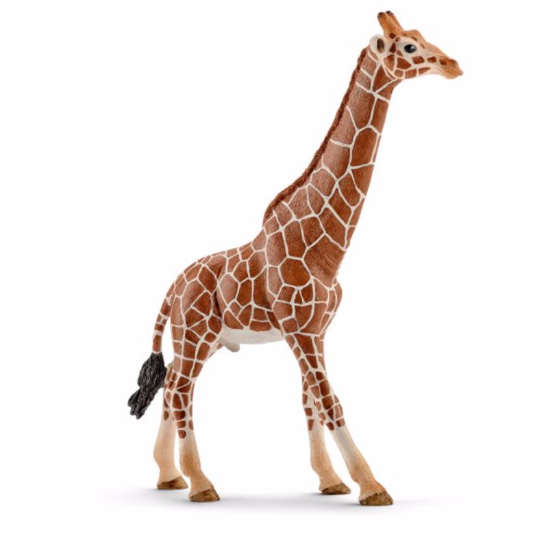 Giraffe, male