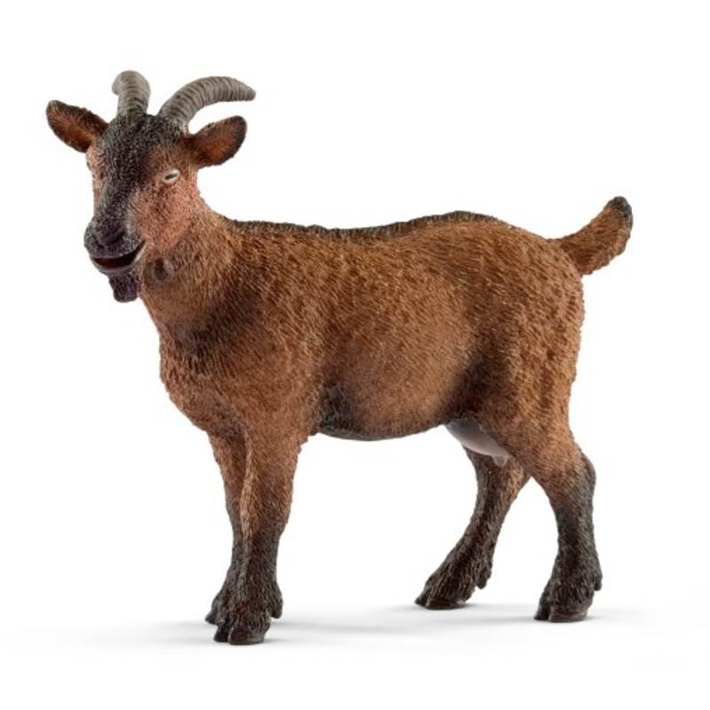 Goat