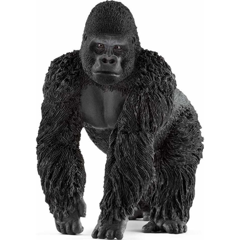 Gorilla, Male