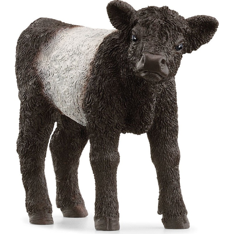 Galloway Calf