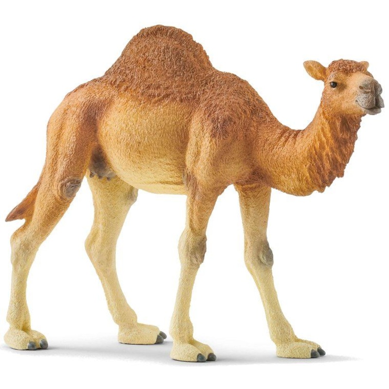 Dromedary Camel